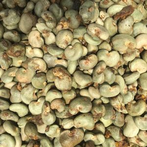 Import Raw Cashew Nuts