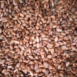 Import and ship your cocoa beans
